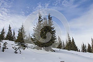 Chapped spruce on the way to the top of the highest mountain Mount Hoverla- Ukraine winter