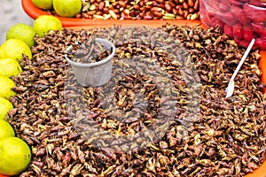 Chapulines