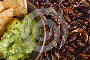 Chapulines, grasshoppers and guacamole snack traditional Mexican cuisine from Oaxaca mexico