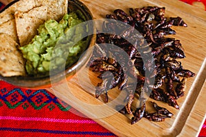 Chapulines, grasshoppers snack traditional Mexican cuisine from Oaxaca mexico photo