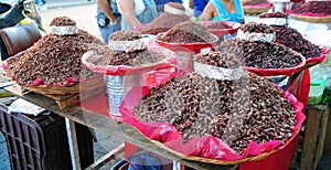 Chapulines, mexican food