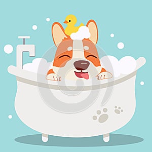 The character cute corgi dog taking a bath with bathtub.it look very happy .The corgi dog sitting in the bathtub with yellow