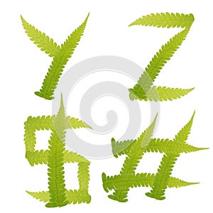 Character green leaves fern isolated