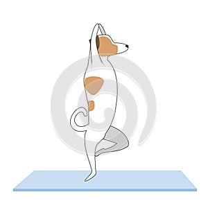 Character Jack Russell Terrier doing yoga on a mat, flat or outline vector stock illustration with a dog performing asana isolated