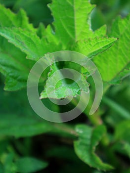 The character of wild plant leaves resembles the leaves of the mint family