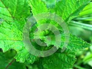 The character of wild plant leaves resembles the leaves of the mint family