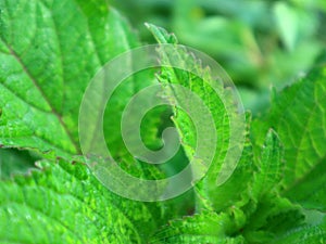 The character of wild plant leaves resembles the leaves of the mint family