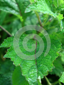 The character of wild plant leaves resembles the leaves of the mint family