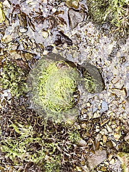 Characterful seaweed - Cornwall