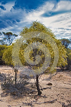 A characteristic cone shaped desert quandong (Santalum acuminatum)