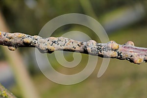 Characteristic damage to apple shoot caused by feeding by Woolly apple aphids or American blight Eriosoma lanigerum.