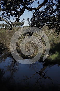 Characteristic holm oaks along the river bank