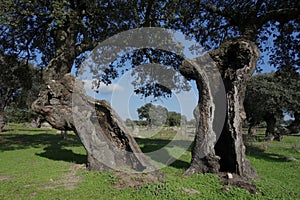 Old holm oaks near the Visigoth necropolis of Arroyo de la Luz photo
