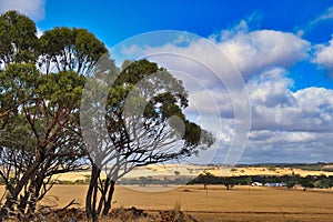 Characteristic landscape in the Western Australian Wheat Belt