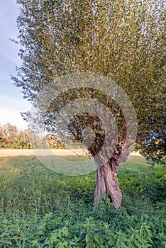 Characteristic old willow tree in the autumn season