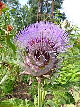 Decorative artichoke thistle called Cardoon with its characteristic purple haired flower head