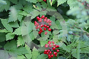 Characteristic red berries of the Gaspesie National Park, Canada photo
