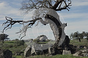 Characteristic stone-eating holm oak