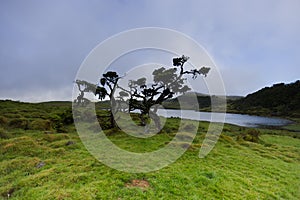 Characteristic vegetation around Lagoa Do Capitao, Pico island, Azores photo