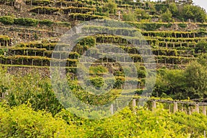 the characteristic viticultural landscape of Carema, Piedmont,Italy