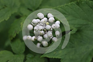 Characteristic white berries of the Gaspesie National Park, Canada photo