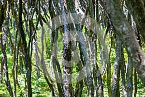 Characteristic wriggly stems and bark patterns of ti tree