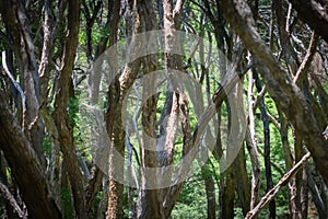 Characteristic wriggly stems and bark patterns of ti tree