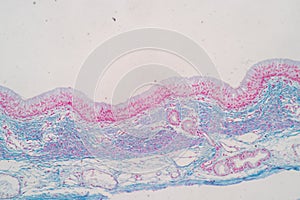 Characteristics of Columnar epithellum cell Cell structure of human under microscope.