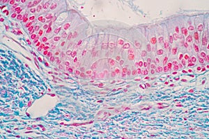 Characteristics of Columnar epithellum cell Cell structure of human under microscope.