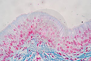 Characteristics of Columnar epithellum cell Cell structure of human under microscope.