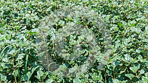 Characteristics of the green leaf stems of the herbaceous plant Trianthema portulacastrum Linn., house purslane, Black pigweed,