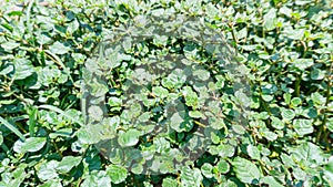 Characteristics of the green leaf stems of the herbaceous plant Trianthema portulacastrum Linn., house purslane, Black pigweed,