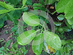 characteristics of lime leaves photo