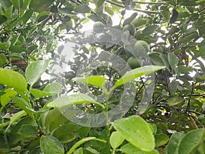 characteristics of lime leaves photo