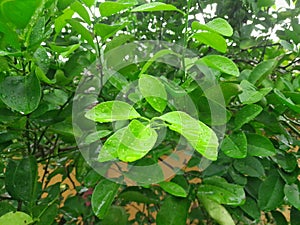 characteristics of lime leaves photo