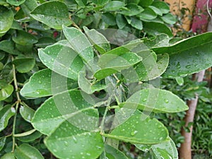 characteristics of lime leaves photo
