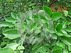 characteristics of lime leaves photo