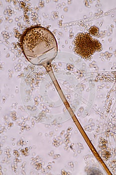 Characteristics of Rhizopus is a genus of common saprophytic fungi on Slide. photo