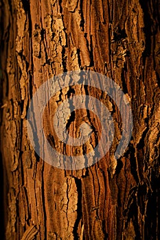 Characterization of time