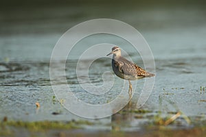 Charadrii. Wild nature of Czech. Free nature.