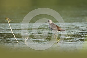 Charadrii. Wild nature of Czech. Free nature.