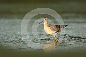 Charadrii. Wild nature of Czech. Free nature.