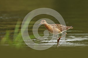 Charadrii. Wild nature of Czech. Free nature.