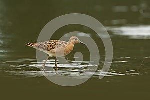 Charadrii. Wild nature of Czech. Free nature.