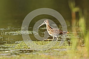 Charadrii. Wild nature of Czech. Free nature.