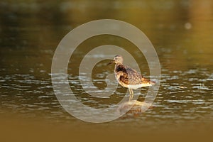 Charadrii. Wild nature of Czech. Free nature.