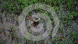 A Charadriiformes bird or thick-knee stalking and hunting in the wetlands