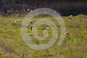 Charadriiformes (Scolopacidae) Calidris canutus species