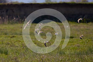 Charadriiformes (Scolopacidae) Calidris canutus species