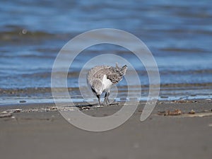 Charadrius alexandrinus on the shoreline